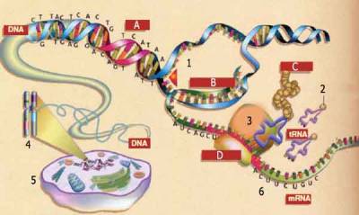 RNA Düzenlenmesi: Yeni Genetik mi?