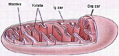 Mitokondrideki Giz