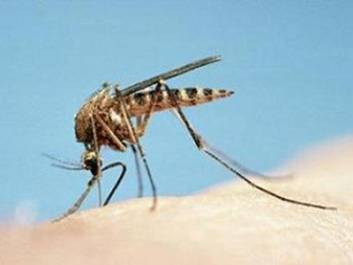 Sivrisinekler neden ve nasıl ısırır