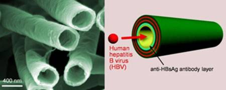 Protein nanotüplerle virüsü yakalamak mümkün mü?